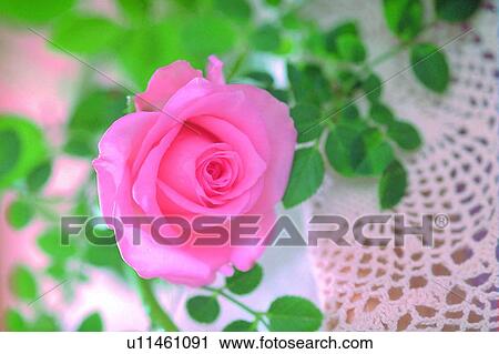 Stock Image - plant, flower, rose, leaf, light, tray. Fotosearch