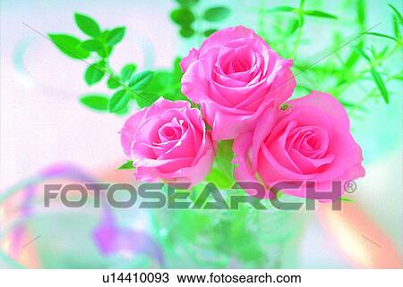Stock Image - plant, flower, rose, leaf, light, tray. Fotosearch
