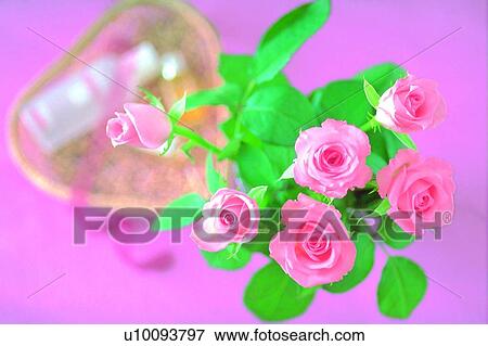 plant, flower, rose, leaf, light, tray View Large Photo Image Stock Photo - plant, flower, rose, leaf, light, tray. Fotosearch