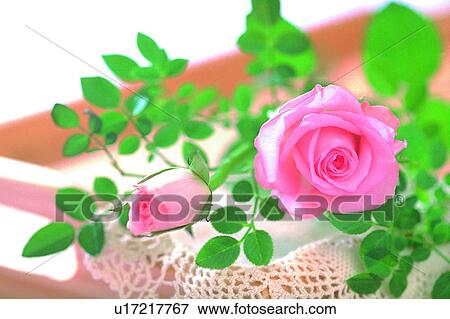 Stock Photo - plant, flower, rose, leaf, light, tray. Fotosearch