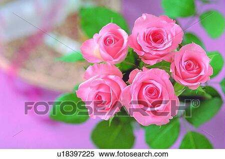 plant, flower, rose, leaf, light, tray View Large Photo Image Stock Photography - plant, flower, rose, leaf, light, tray. Fotosearch