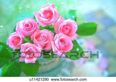 plant, flower, rose, leaf, light, vas View Large Photo Image Stock Image - plant, flower, rose, leaf, light, vas. Fotosearch