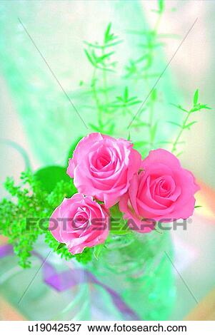Stock Photo - plant, flower, rose, leaf, light, vase. Fotosearch