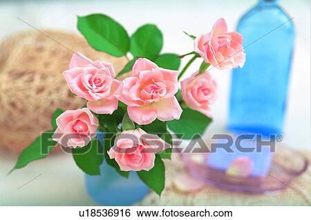 Stock Photograph - plant, flower, rose, leaf, light, vase. Fotosearch