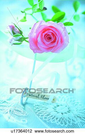 plant, flower, rose, leaf, light, water drop View Large Photo Image Stock Image - plant, flower, rose, leaf, light, water drop. Fotosearch