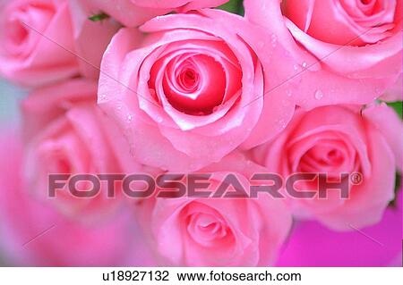 Stock Image - plant, flower, rose, leaf, light, water drop. Fotosearch