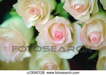 Stock Photo - plant, flower, rose, leaf, light, water drop. Fotosearch