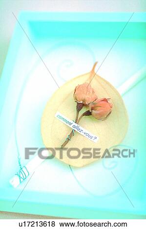 Stock Photo - plant, flower, rose, leaf, light, wood stick. Fotosearch