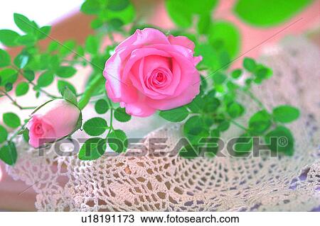 Stock Image - plant, leaf, flower, tray, light, fabric. Fotosearch