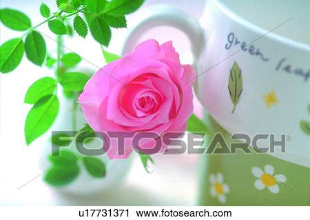 plant, leaf, light, cup, flower, rose View Large Photo Image Stock Image - plant, leaf, light, cup, flower, rose. Fotosearch
