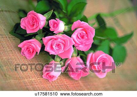 plant, rose, fabric, light, flower, leaf View Large Photo Image Stock Image - plant, rose, fabric, light, flower, leaf. Fotosearch