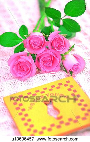 Plante Fleur Rose Feuille Lumière Livre Banque De Photo