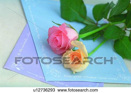 Stock Image - rose, envelope, light, flower, plant, leaf. Fotosearch