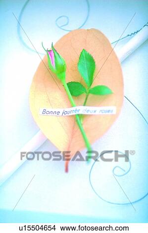 rose, wire, frame, leaf, paper, word View Large Photo Image Picture - rose, wire, frame, leaf, paper, word. Fotosearch