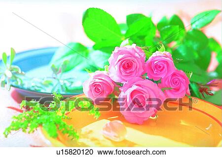 Stock Image - shadow, plant, rose, pink, light, plate, sun light. Fotosearch