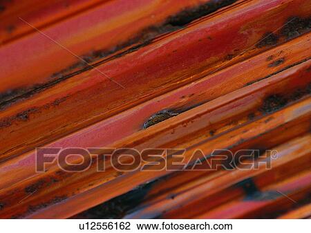 Stock Image - structure, metal, orange, iron, material, stripe. Fotosearch