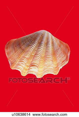 Picture - object, sea shell. Fotosearch