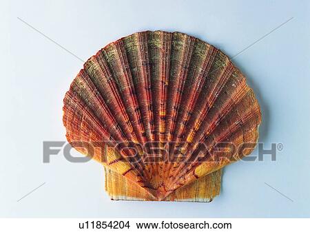 object, sea shell View Large Photo Image Picture - object, sea shell. Fotosearch