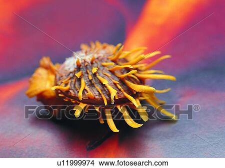 object, sea shell View Large Photo Image Picture - object, sea shell. Fotosearch