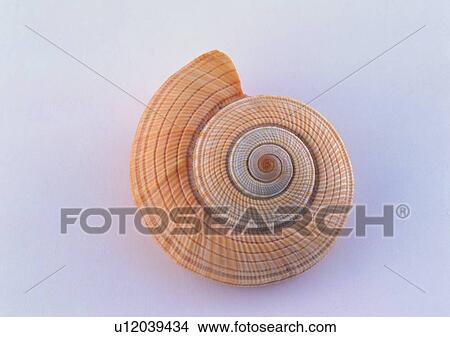 object, sea shell View Large Photo Image Picture - object, sea shell. Fotosearch