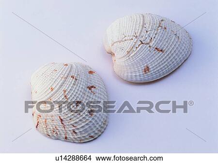 object, sea shell View Large Photo Image Picture - object, sea shell. Fotosearch