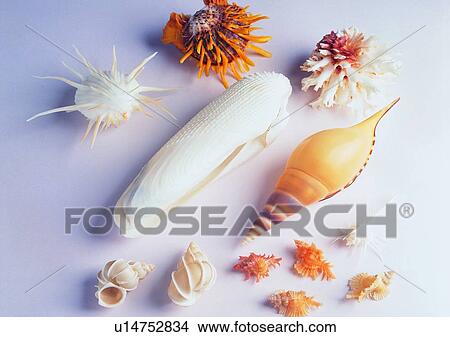 object, sea shell View Large Photo Image Picture - object, sea shell. Fotosearch