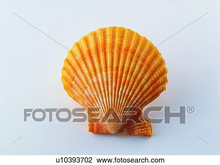 Stock Image - object, sea shell. Fotosearch