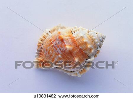 Stock Image - object, sea shell. Fotosearch