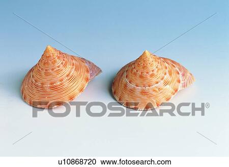 object, sea shell View Large Photo Image Stock Image - object, sea shell. Fotosearch