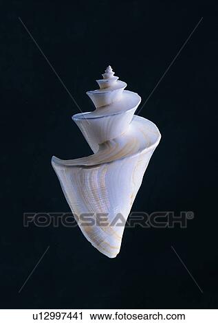 Stock Image - object, sea shell. Fotosearch