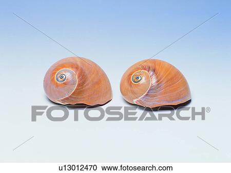 object, sea shell View Large Photo Image Stock Image - object, sea shell. Fotosearch