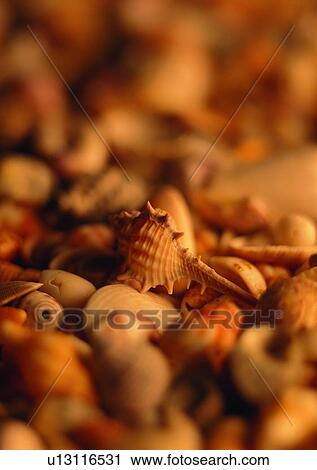 object, sea shell View Large Photo Image Stock Image - object, sea shell. Fotosearch