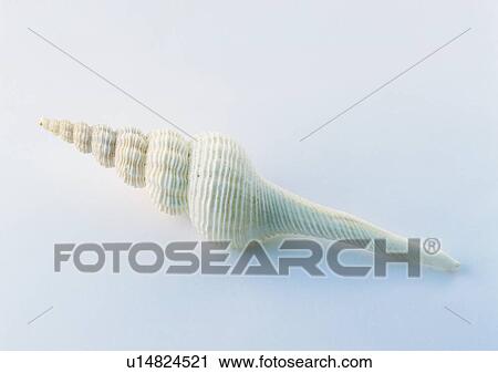 object, sea shell View Large Photo Image Stock Image - object, sea shell. Fotosearch