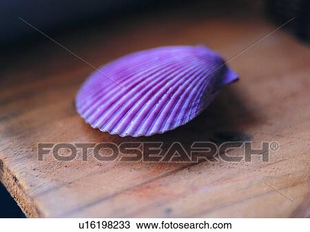 object, sea shell View Large Photo Image Stock Image - object, sea shell. Fotosearch