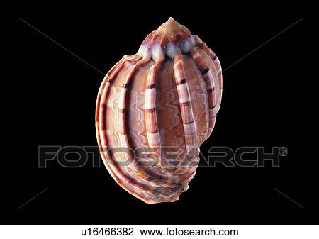 Stock Image - object, sea shell. Fotosearch