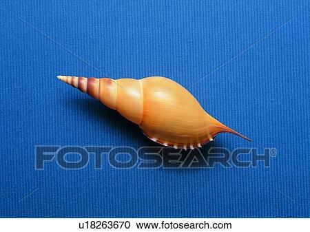 object, sea shell View Large Photo Image Stock Image - object, sea shell. Fotosearch