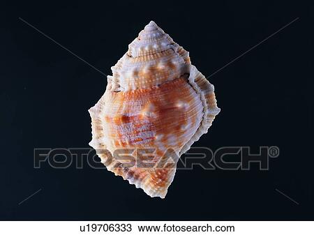 Stock Image - object, sea shell. Fotosearch