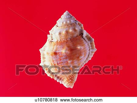 object, sea shell View Large Photo Image Stock Photo - object, sea shell. Fotosearch
