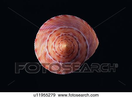 Stock Photo - object, sea shell. Fotosearch