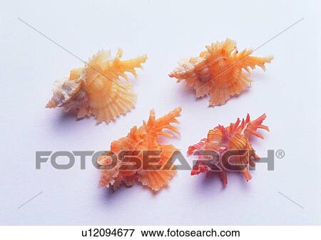 object, sea shell View Large Photo Image Stock Photo - object, sea shell. Fotosearch