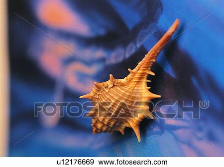 object, sea shell View Large Photo Image Stock Photo - object, sea shell. Fotosearch