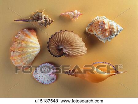 Stock Photo - object, sea shell. Fotosearch