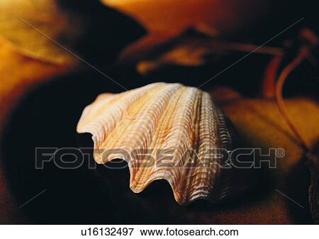 Stock Photo - object, sea shell. Fotosearch