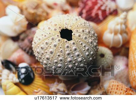 object, sea shell View Large Photo Image Stock Photo - object, sea shell. Fotosearch
