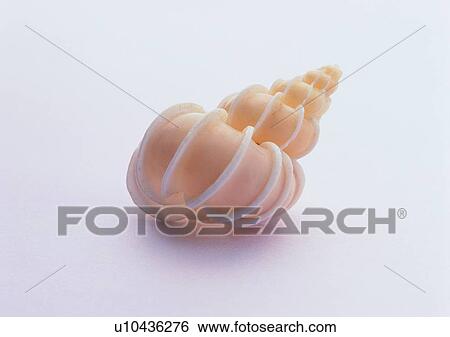object, sea shell View Large Photo Image Stock Photograph - object, sea shell. Fotosearch