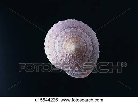 Stock Photograph - object, sea shell. Fotosearch