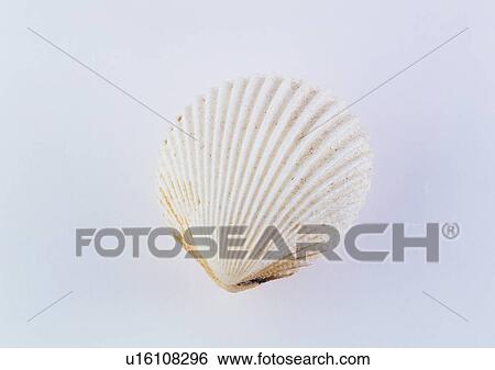 object, sea shell View Large Photo Image Stock Photograph - object, sea shell. Fotosearch