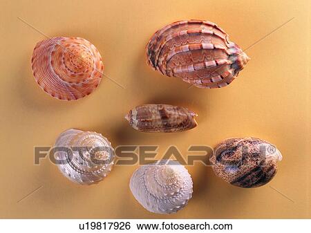 Stock Photograph - object, sea shell. Fotosearch