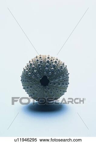 Stock Photography - object, sea shell. Fotosearch
