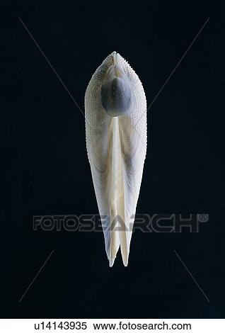 Stock Photography - object, sea shell. Fotosearch